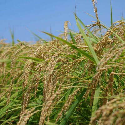 福吉産 山つきの米2kg3品種(ヒノヒカリ、夢つくし、ミルキークイーン)[ABB010]