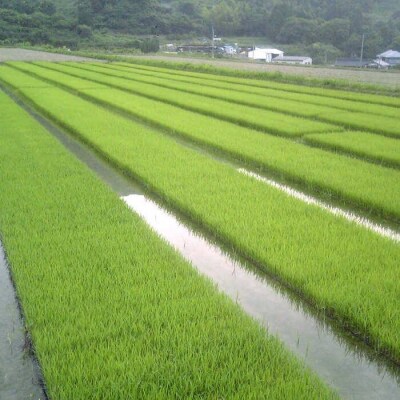 福吉産 ・ 山つきの米 3品種セット( ヒノヒカリ、夢つくし、コシヒカリ)[ABB024]
