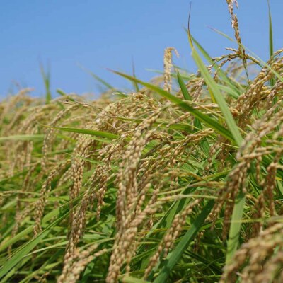 【年内発送】福吉産 山つきの米 3品種セット( ヒノヒカリ、夢つくし、コシヒカリ)[ABB024]