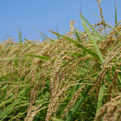 福吉産 山つきの米 3品種セット( ヒノヒカリ、夢つくし、コシヒカリ)[ABB024]