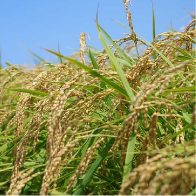 【年内発送】【ミルキークイーン/夢つくし】 福吉産・山つきのお米 5kg×2種[ABB026]