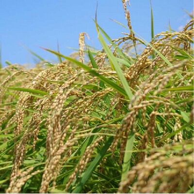 【ミルキークイーン/夢つくし】 福吉産・山つきのお米 5kg×2種[ABB026]