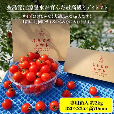 糸島二丈岳【ふもとのトマト】サイズおまかせ 約2kg(専用箱入り)/株式会社さいかい[AFL002]