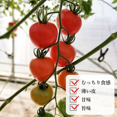 糸島二丈岳【ふもとのトマト】サイズおまかせ 約2kg(専用箱入り)/株式会社さいかい[AFL002]