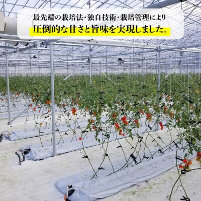 糸島二丈岳【ふもとのトマト】サイズおまかせ 約2kg(専用箱入り)/株式会社さいかい[AFL002]