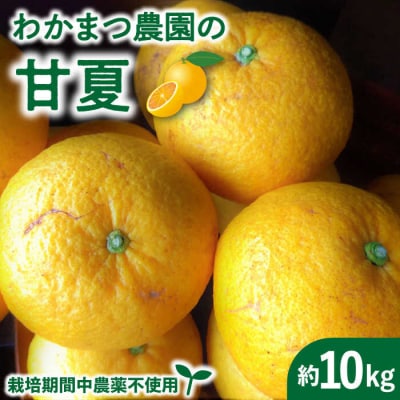 【先行受付】【有機栽培】甘夏10kg栽培期間中農薬不使用【わかまつ農園】 [AHB016] 