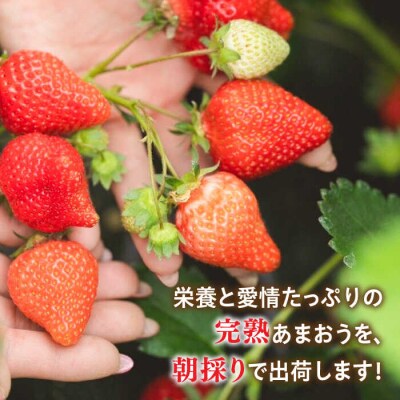 糸島産 完熟あまおう 280g×4パック (デラックスサイズ) / 小河農園[AJN002]