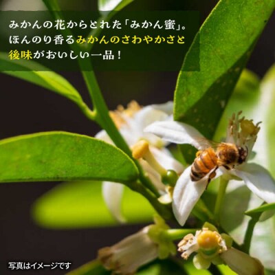 生はちみつ(みかん蜜450g) 糸島二丈サクランボ農園[AKJ001]