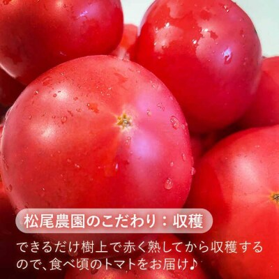 樹上でポーッと熟れた 甘～い トマト 約2kg 《糸島》【松尾農園】 [AKI001]