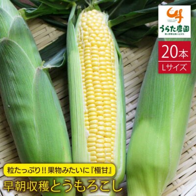果物みたいに極甘!早朝収穫とうもろこしLサイズ (300g)×20本/ウラタ農園[ALI002]