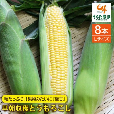果物みたいに極甘!早朝収穫とうもろこし Lサイズ (300g)× 8本/ウラタ農園[ALI003]
