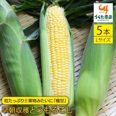 大人気!!果物みたいに極甘早朝収穫とうもろこしLサイズ(300g)×5本/ウラタ農園[ALI004]