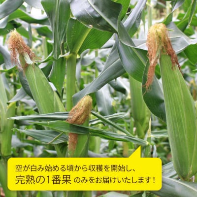 大人気!!果物みたいに極甘早朝収穫とうもろこしLサイズ(300g)×5本/ウラタ農園[ALI004]