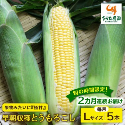 【全2回定期便】『極甘』早朝収穫 とうもろこしLサイズ(300g)×5本/ウラタ農園[ALI005]