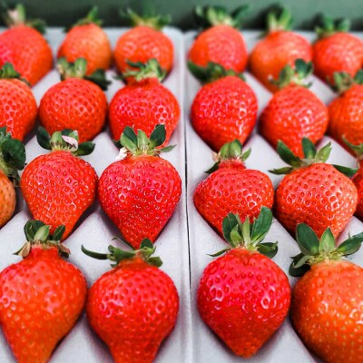 【先行受付】あまおういちご600g以上 【2026年1月以降順次発送】フルコンス[ALO001]