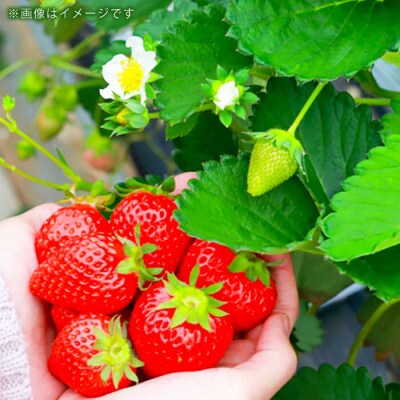 【先行受付】あまおういちご600g以上 【2026年1月以降順次発送】フルコンス[ALO001]