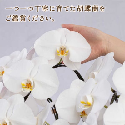 大輪 胡蝶蘭 (白/5本立ち) 糸島市/平野園芸 花 生花 [AMI001]