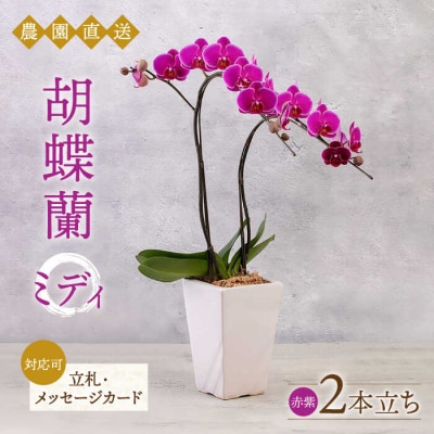 胡蝶蘭 ミディ 2本立ち 糸島市/平野園芸 花 生花 [AMI002]