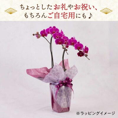 胡蝶蘭 ミディ 2本立ち 糸島市/平野園芸 花 生花 [AMI002]