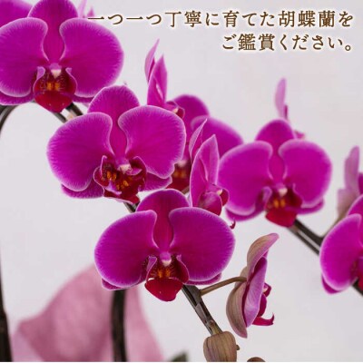 胡蝶蘭 ミディ 2本立ち 糸島市/平野園芸 花 生花 [AMI002]