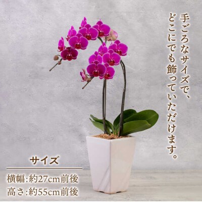 胡蝶蘭 ミディ 2本立ち 糸島市/平野園芸 花 生花 [AMI002]