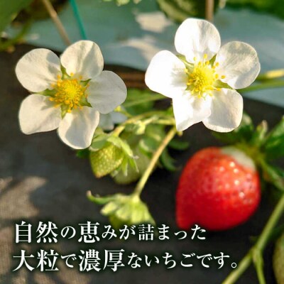 【農家直送!】糸島産あまおう280g×4パック(Sサイズ～Gサイズ) 後藤農園 [AML003]