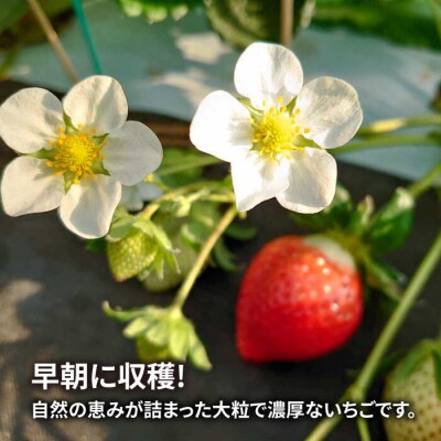 【全2回定期便】【農家直送!】糸島産あまおう280g×2パック(DXまたはGサイズ)[AML005]