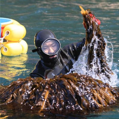 【全3回定期便】糸島の乾物 海藻 4種セット 糸島市/山下商店[ANA021]