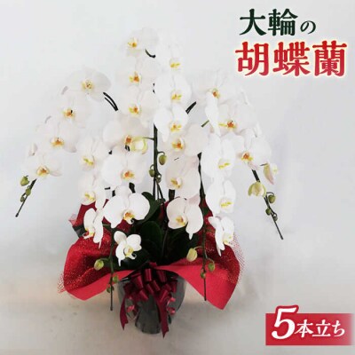 胡蝶蘭 大輪 白 (5本立) (お祝い/開店祝い/就任祝い)《糸島》【はざま園芸】[AND002]