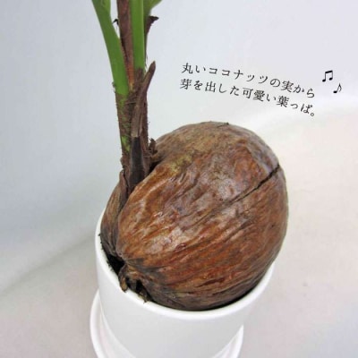 ココヤシ 観葉植物 《糸島》【はざま園芸】[AND004]