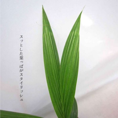 ココヤシ 観葉植物 《糸島》【はざま園芸】[AND004]