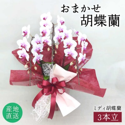 おまかせ 胡蝶蘭 (ミディ 胡蝶蘭 3本立) 糸島市/はざま園芸 [AND005] 花 生花 お祝い