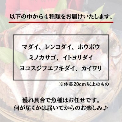 干物 セット 4点(1匹 20cm 以上)マダイ 糸島市/徳栄丸[APD006]