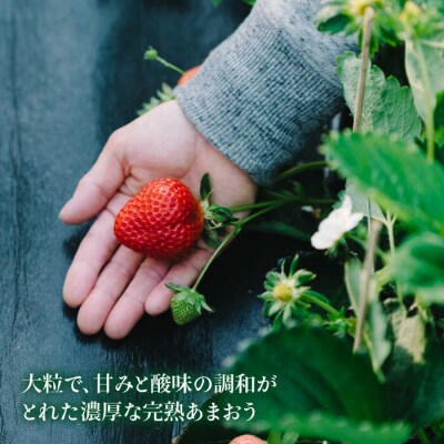 完熟あまおう270g×2 /slowberrystrawberry[APJ002]