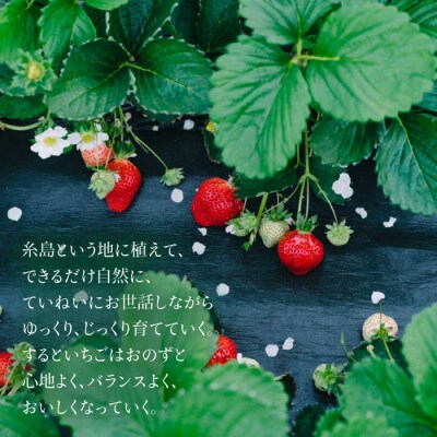 完熟あまおう270g×2 /slowberrystrawberry[APJ002]