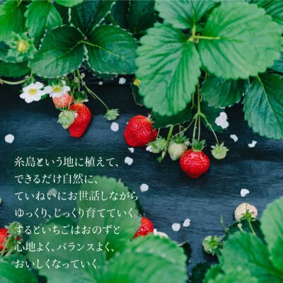 【全3回定期便】完熟あまおう270g×4Pあまおうジャム140g×3本[APJ004]