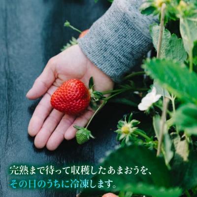 完熟冷凍あまおう1kg 糸島市/slowberrystrawberry[APJ006]