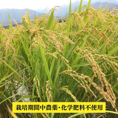 【令和7年産】伊都の米(ヒノヒカリ)2kg 糸島市/伊都福祉サービス協会[APL001]