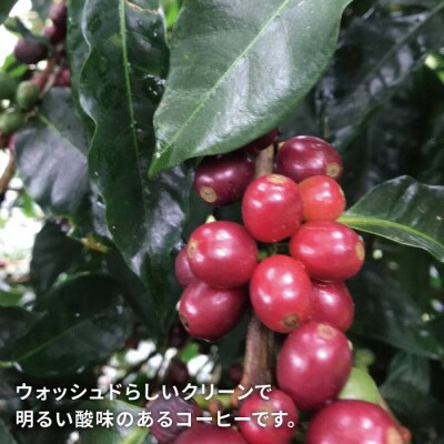 中煎りコーヒー豆250g×2袋(豆・粉選べます)ニカラグア産[AQF002]