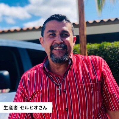 【年内発送】中煎りコーヒー豆250g×2袋(豆・粉選べます)パカマラ種ナチュラル[AQF004]