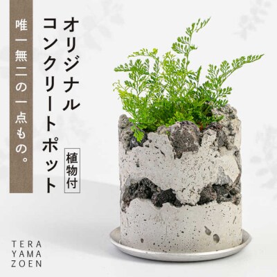 TERAYAMA ZOEN オリジナルコンクリートポット(植物付き)/ NIWAMO[AIO001]