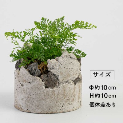 TERAYAMA ZOEN オリジナルコンクリートポット(植物付き)/ NIWAMO[AIO001]
