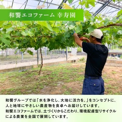 【糖度18度以上】糸島産シャインマスカット2kg / 和饗エコファーム [AVI007]