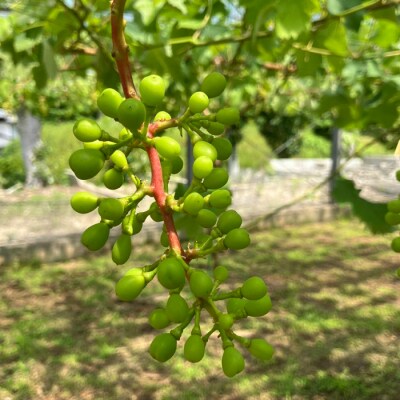 【糖度18度以上】糸島産シャインマスカット2kg / 和饗エコファーム [AVI007]