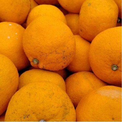 糸島純米70・糸島芋焼酎・いとしま甘夏の酒 3本セット 糸島市/蔵屋[AUA010]