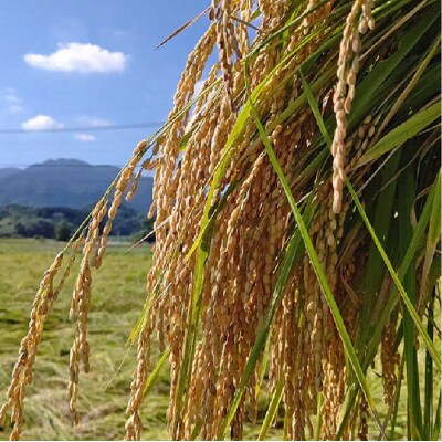 糸島純米70・糸島芋焼酎・いとしま甘夏の酒 3本セット 糸島市/蔵屋[AUA010]