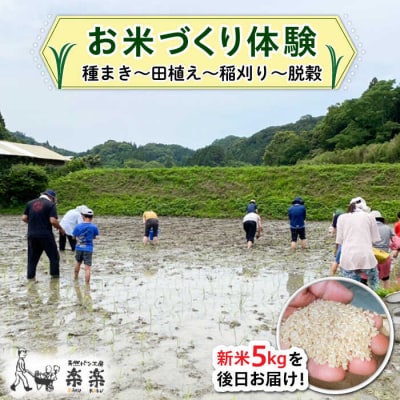 お米づくり 体験チケット 糸島市/天然パン工房楽楽【いとしまごころ】 [AVC065] 