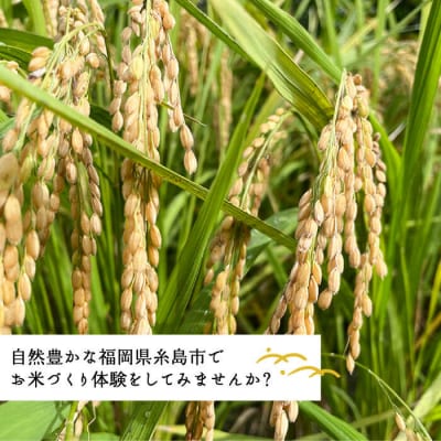 お米づくり 体験チケット 糸島市/天然パン工房楽楽【いとしまごころ】 [AVC065] 