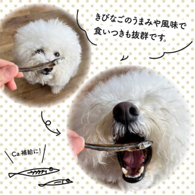 きびなごジャーキー40g×3袋 糸島市/株式会社コバヤシ【coco.kina[ASL009]