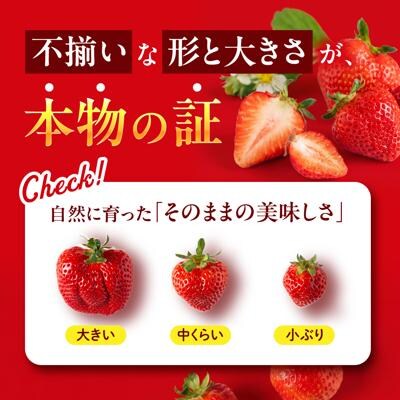 糸島の美味いあまおう270g×2パック(A品B品含むL～5L)磯本農園TANNAL[ATB003]